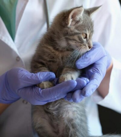 kot u weterynarza