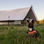 weekend-ktory-zmienia-relacje-z-psem-pierwsza-edycja-psiej-akademii