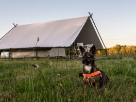 weekend-ktory-zmienia-relacje-z-psem-pierwsza-edycja-psiej-akademii