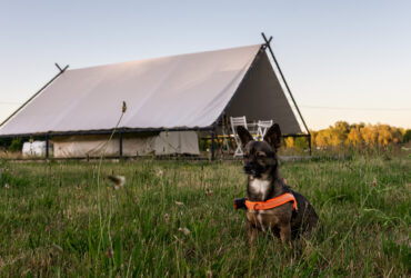 weekend-ktory-zmienia-relacje-z-psem-pierwsza-edycja-psiej-akademii